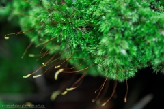 150706wk_gb_00094-900px-NEB-NE-Moos