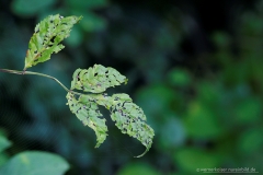 150922wk_gb_00021-900px-NE-Blatt