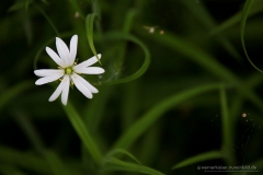 160511wk-hw-neb-043-900px-NE-Blüte