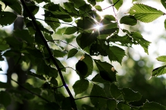 160531wk-harsum-NEB-083-800px-NE-Blatt