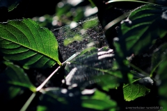 160816wk-gb-016-900px-NE-Bild