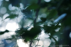 160816wk-gb-047-900px-NE-Bild