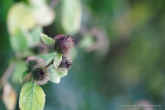160816wk-gb-220-900px-NE-Bild
