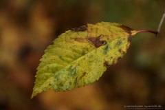 161116wk_gb_00008-900px-NE-Blatt