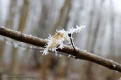 170123wk-moritzberg-033-900px-NE-Blatt