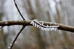 170123wk-moritzberg-037-900px-NE-Zweig