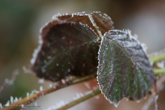 170123wk-moritzberg-146-900px-NE-Blatt