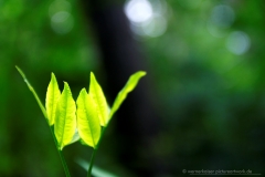 140630wk_gb_00107-900px-NEB-Nur-ein-Blatt