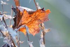 141126wk_gb_00029-900px-NEB-NE-Blatt