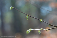 150402wk_gb_00009-900px-NEB-NE-Blatt