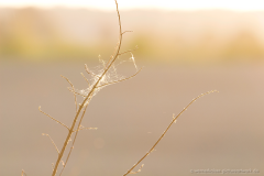 150505wk_mh_00111-900px-NEB-NE-Faden