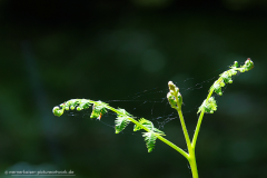 150510wk_bue_00153-900px-NEB-NE-Faden