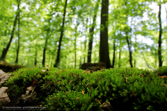 150510wk_bue_00307-900px-NEB-NE-Wald